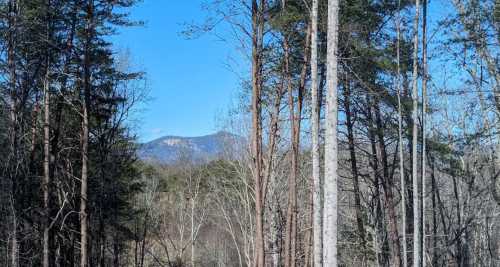 A scenic view of tall trees with a distant mountain under a clear blue sky.