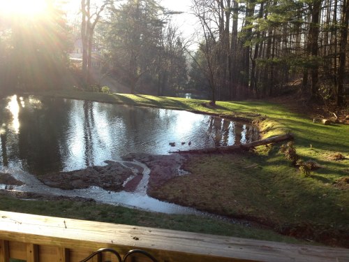 A serene pond surrounded by trees, with sunlight reflecting on the water and ducks swimming near the shore.