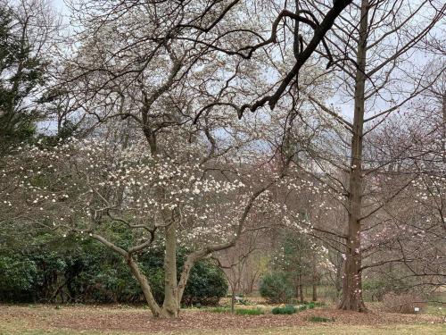 A serene garden scene featuring a flowering tree with white blossoms, surrounded by greenery and bare trees.