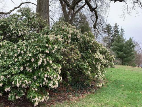A lush green bush with clusters of small white flowers, set against a backdrop of trees and a cloudy sky.