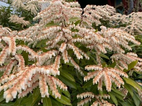Clusters of delicate white flowers with hints of orange, surrounded by lush green leaves.