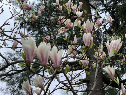 Magnolia tree branches adorned with large, pink and white flowers against a backdrop of green leaves and trees.