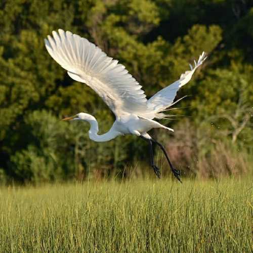 A white heron with outstretched wings flying over a grassy wetland, surrounded by lush green trees.