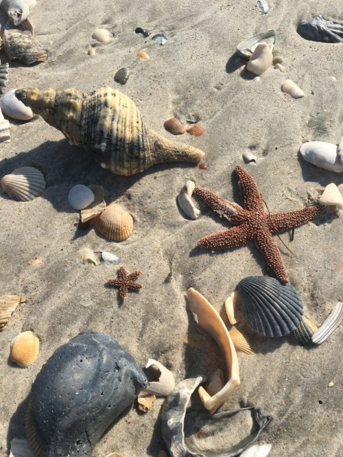 A sandy beach scattered with various seashells and a starfish, showcasing natural coastal treasures.