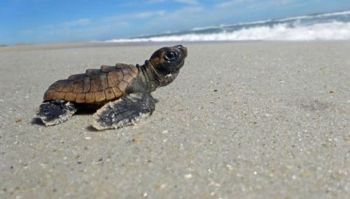 A small sea turtle crawls across a sandy beach towards the ocean under a clear blue sky.