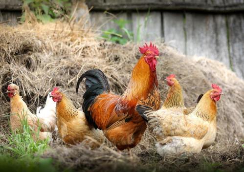 A rooster stands proudly among several hens on a bed of hay, with a rustic wooden fence in the background.