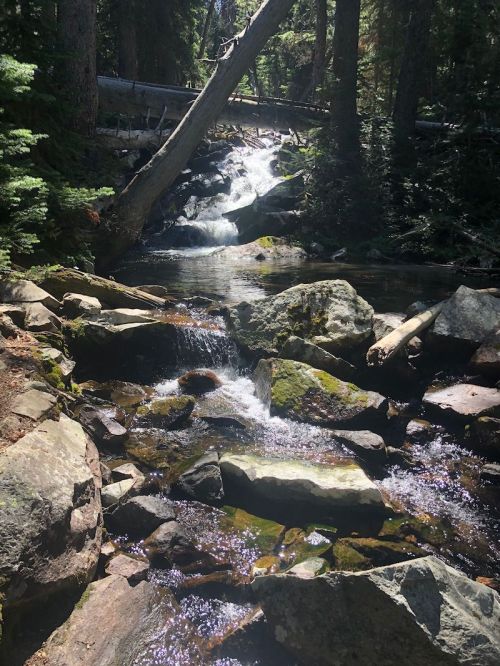 A serene forest scene featuring a flowing stream with rocks and trees, sunlight filtering through the foliage.