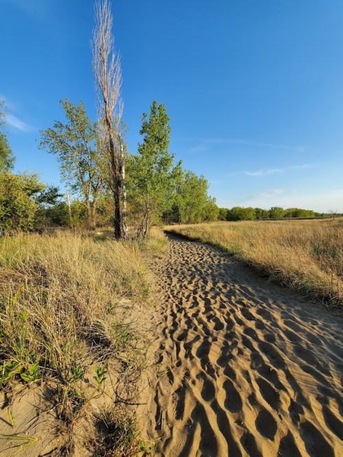 A sandy path winds through tall grass and trees under a clear blue sky.