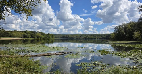 A scenic lake in Illinois reflecting fluffy white clouds, with lily pads and a fallen log in the foreground.