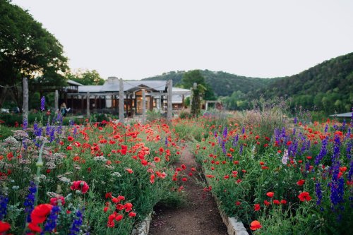 A vibrant garden filled with red and purple flowers, leading to a rustic building surrounded by green hills.
