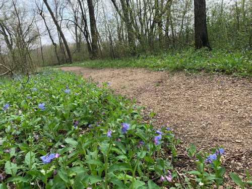 A winding dirt path through a forest, bordered by blooming purple flowers and lush green foliage.