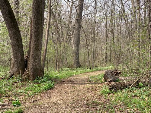 A winding dirt path through a lush, green forest with tall trees and fallen logs.