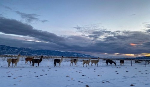 A line of llamas standing by a fence in a snowy landscape with mountains and a colorful sunset in the background.