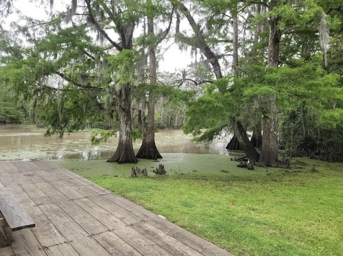 A serene swamp scene with cypress trees, moss, and a calm waterway, viewed from a wooden deck.
