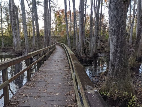 A wooden boardwalk winds through a forested area with tall trees and a calm, reflective waterway beside it.