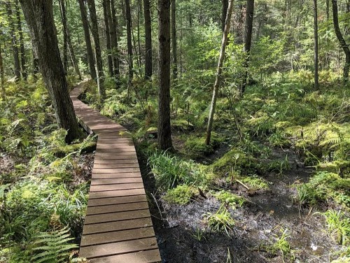 A wooden boardwalk winding through a lush, green forest with ferns and wetland areas.
