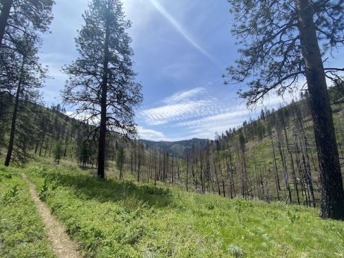 A scenic view of a forested valley with tall trees, a clear blue sky, and a winding path through lush greenery.