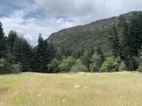 A grassy field surrounded by tall trees and a mountainous backdrop under a cloudy sky.