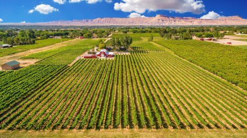 Aerial view of a lush vineyard with rows of grapevines, a red barn, and mountains in the background under a blue sky.