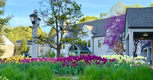 Purple and yellow tulips in front of the historic Snyder Building at the Minnesota Landscape Arboretum.