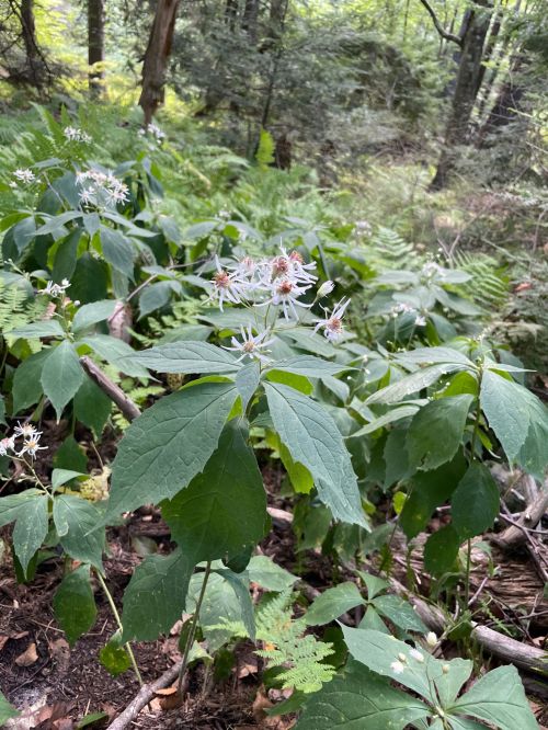A cluster of white flowers atop green leaves in a lush forest setting, surrounded by ferns and trees.
