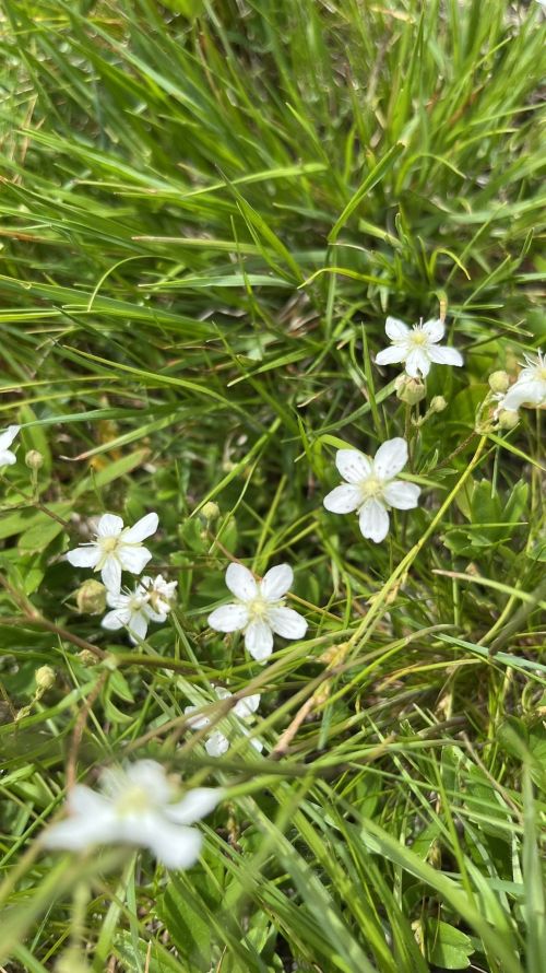 A close-up of small white flowers blooming among lush green grass.