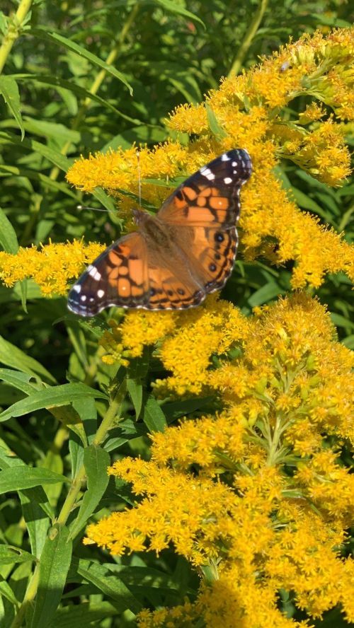 A butterfly with orange and black patterns rests on bright yellow flowers in a lush green setting.
