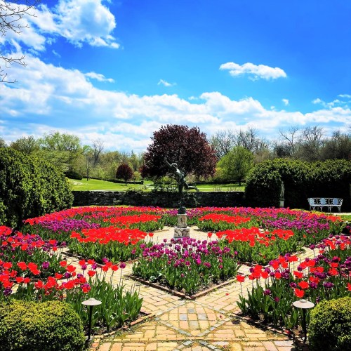 A vibrant garden filled with colorful tulips, a statue at the center, under a bright blue sky with fluffy clouds.