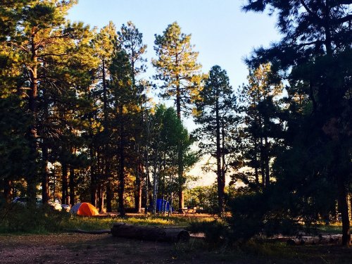 A serene campsite surrounded by tall pine trees, featuring an orange tent and a picnic area in the background.
