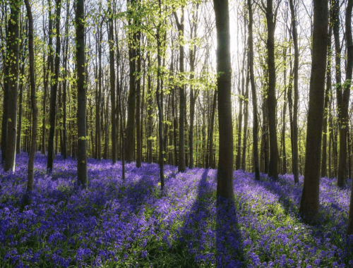 A serene forest scene with tall trees and a vibrant carpet of bluebells under soft sunlight.