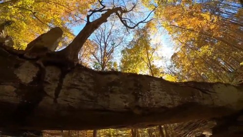 A low-angle view of a tree with vibrant autumn leaves against a bright blue sky, framed by rocky terrain.
