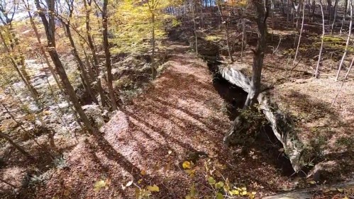 A forest path covered in autumn leaves, with trees casting long shadows in a serene, natural setting.
