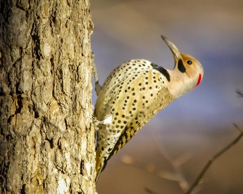 A woodpecker with a spotted body and red patch on its head clings to a tree trunk.
