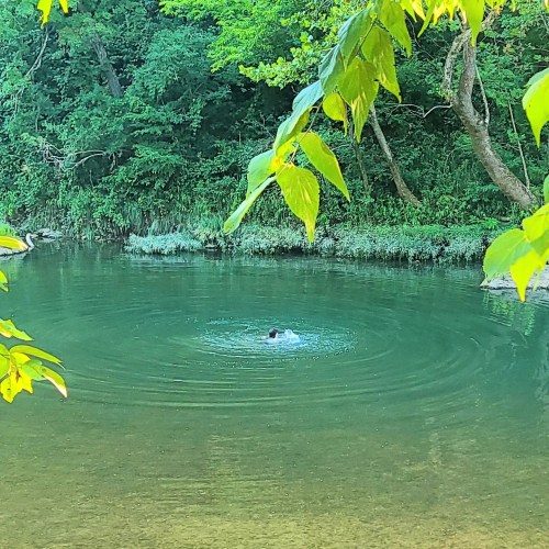 A person swimming in a calm, green-tinted river surrounded by lush trees and foliage.