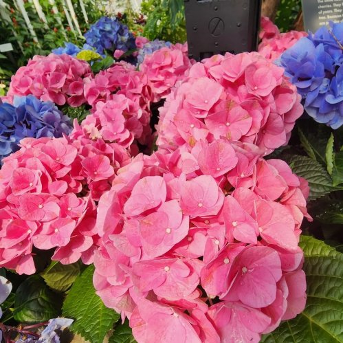 A vibrant display of pink and blue hydrangea flowers surrounded by lush green leaves.