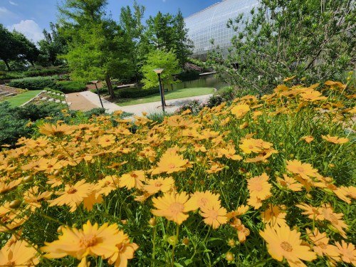 A vibrant field of yellow flowers in a lush garden with greenery and a glass building in the background.