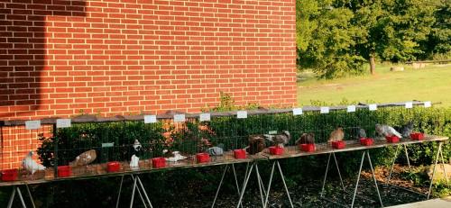 A row of animal cages on tables outside, with red containers and a brick wall in the background.