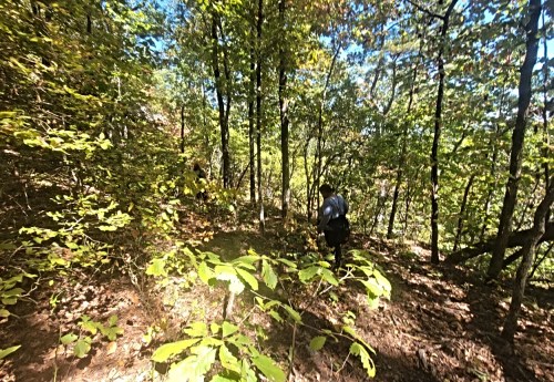 A person walking through a lush, green forest with trees and underbrush on a sunny day.
