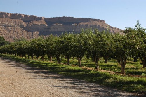 A row of fruit trees along a gravel path, with a rocky cliff in the background under a clear blue sky.