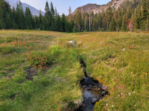 A serene meadow with wildflowers and a small stream, surrounded by tall trees and mountains in the background.