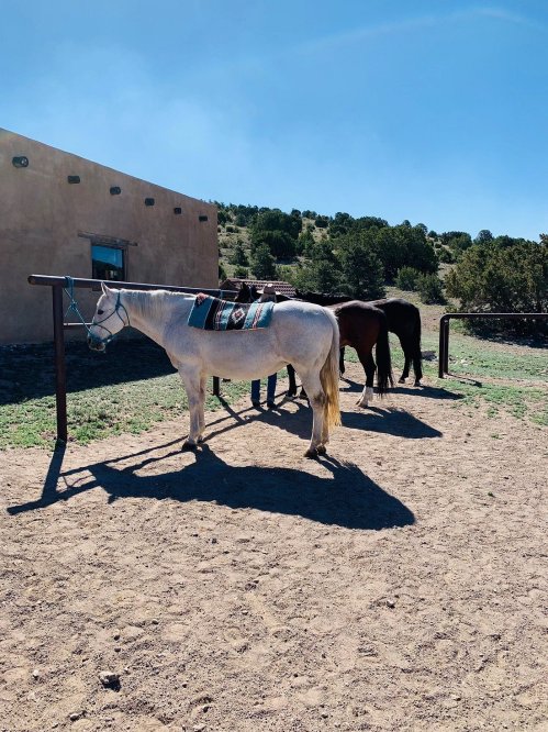 Two horses stand tied to a fence in a sunny outdoor setting, with a building and trees in the background.