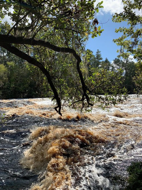 A river flows rapidly, with brownish water and a tree branch overhead against a blue sky and green foliage.
