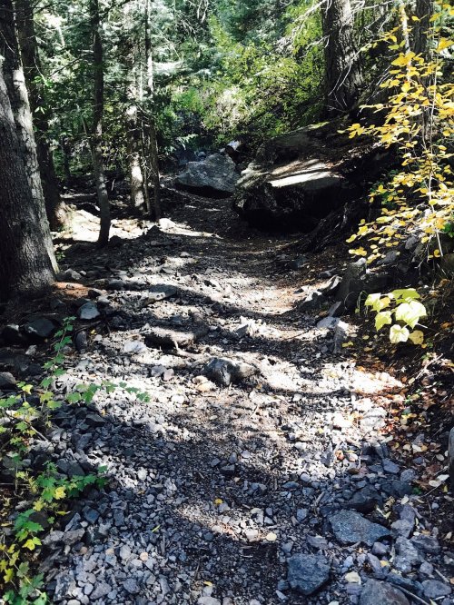 A rocky trail winding through a forest, surrounded by trees and scattered autumn leaves.
