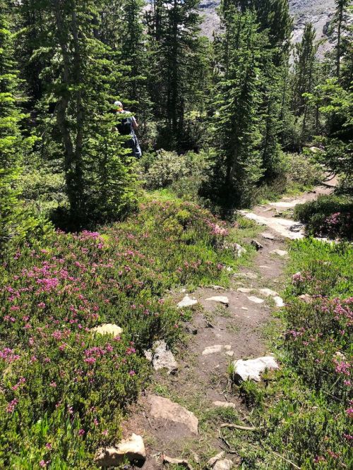A winding dirt path through a lush forest, surrounded by green trees and blooming pink flowers.