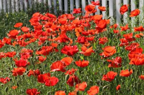 A vibrant field of red poppies swaying in the breeze, set against a white picket fence.