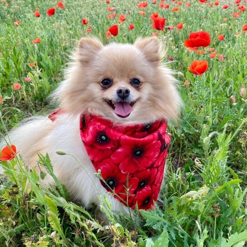 A fluffy Pomeranian wearing a red poppy-patterned bandana sits happily in a field of blooming red poppies.