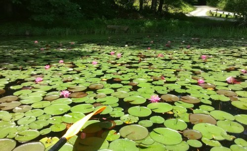 A serene pond covered in lily pads and pink water lilies, with a kayak paddle in the foreground.