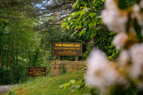 Sign for Plum Orchard Lake Wildlife Management Area, surrounded by greenery, with a blurred flower in the foreground.