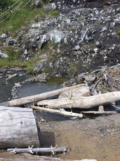 A rocky riverbank with fallen logs and scattered stones beside a small stream. Green grass and shrubs in the background.