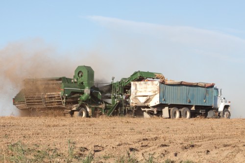 A green agricultural machine harvesting crops, with a truck nearby, kicking up dust in a field under a clear sky.